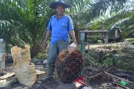 Sosok mantan pejabat Abdya jadi petani sukses