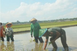 Dandim Ponorogo Turun Sawah Motivasi Petani