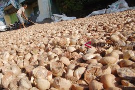 HARGA PINANG ANJLOK DI SUMBAR