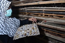 Harga Telur Puyuh di Ponorogo Jadi Rp26.000