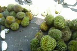 Harga durian di Ambon turun