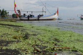 Pantai Situbondo Tercemar Limbah Budi Daya Sidat (Video)
