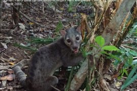 Musang Sulawesi di TNBNW Bermakna Penting Bagi Gorontalo