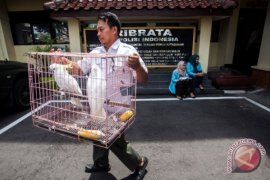 Yogyakarta jadi tempat transit perdagangan satwa dilindungi