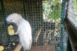 BBKSDA Jatim Ungkap Perdagangan Satwa Dilindungi