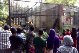 Ribuan pengunjung ke Taman Hewan