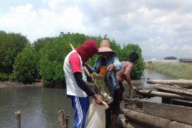Ikan Bandeng Probolinggo Dipanen Dini Untuk Percepat Olah Lahan Garam