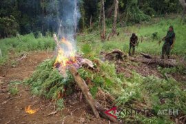 TNI temukan ladang ganja 20 hektare di Bireuen