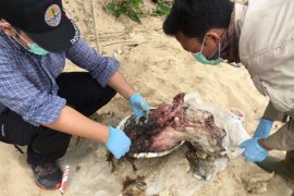 Tar aspal diduga picu kematian puluhan penyu di Paloh