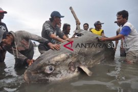 MOLA MOLA MATI TERDAMPAR