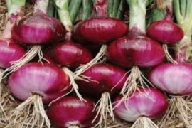 Ini Petani Pertama di Meranti yang Bisa Tanam Bawang di Lahan Gambut