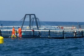 Jokowi: "KJA Offshore" Masa Depan Teknologi Perikanan RI (Video)