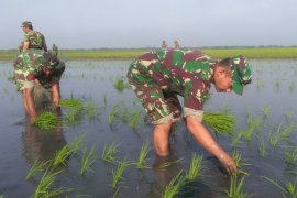 Kodim Demak buat demplot varietas padi unggulan
