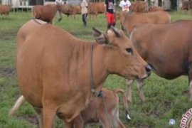 Kreatif, Begini Cara Peternak di Meranti Olah Limbah Sagu jadi Pakan Sapi