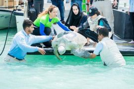 Kura-kura Hijau langka dilepas di Pulau Bu Tinah