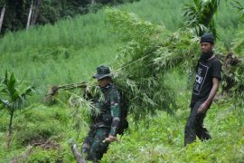 Aparat musnahkan tanaman ganja di Aceh Besar Page 2 Small