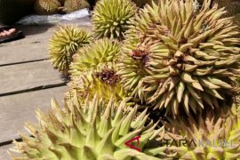 South Kalimantan preserves and develops maharawin and mantuala