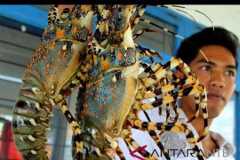 BBIL LIPI teliti cara memproduksi benih lobster