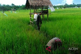 Babinsa Singkil bantu petani berantas hama