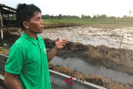 Artikel - Sukses panen padi di lahan gambut tanpa bakar di Kobar