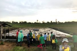 1.000 ha sawah lahan gambut PLTB disiapkan di Kalteng