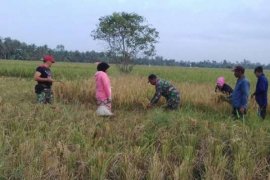 Panen Padi Bersama Kelompok Tani Inhil, TNI Ajak Masyarakat Wujudkan Swasembada Pangan