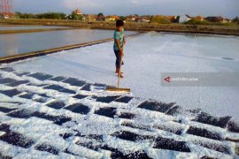 Di Probolinggo Mulai Panen Garam Perdana