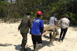 21 turtles died in Paloh