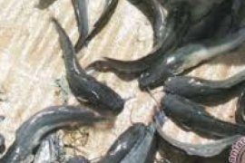 Program ICCTF di Sungai Tohor, Pemkab Meranti dan UR Panen Raya Ikan Keli