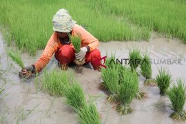 Sebagian petani di Mukomuko beristirahat menanam padi saat bulan puasa