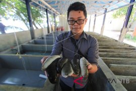 BBIL LIPI mampu memproduksi 100.000 benih teripang