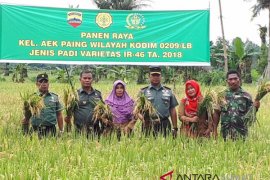 Kodim 0209/LB panen raya padi varietas IR-46