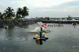 Produksi udang Vaname Padang Pariaman 1.500 ton selama 2017