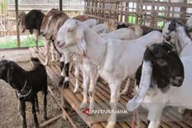 Kejari Periksa 30 Orang Terkait Bantuan Kambing Etawa