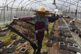 Pertanian Modern Suzhou