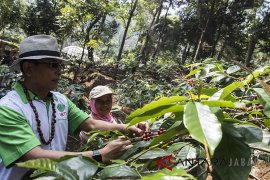 Moeldoko kunjungi perkebunan kopi Puntang