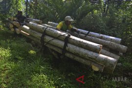 Ojeg Palen Kayu Gelondongan