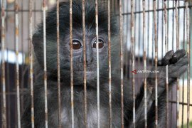 Ungkap Jual Beli Satwa Dilindungi, BBKSDA Tingkatkan Sosialisasi