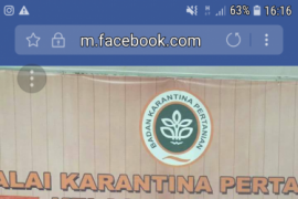 Dua virus padi Vietnam diwaspadai masuk Nunukan