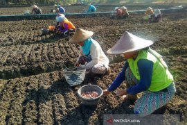 Luas Tanaman Bawang Merah Bojonegoro Capai 1.001 Hektare (Video)