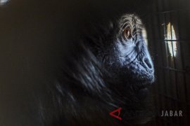 Translokasi Lutung Jawa