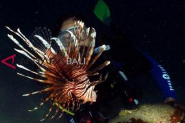 Fotografer mancanegara ikuti kompetisi "underwater" di Bali