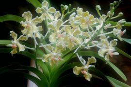 Masyarakat  memperindah Danau Tamblingan dengan tanam anggrek