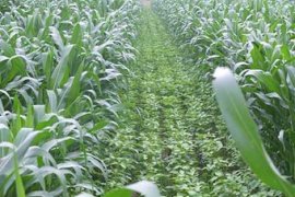 Saat kesejahteraan pekebun seiring dengan pemulihan ekologi