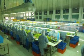 Tingkatkan Ekspor Edamame, Mitratani Bangun Pabrik Baru (Video)