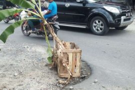 Enam Tahun Tidak Diperbaiki, Warga Jalan Pemuda Tanam Pohon Pisang di Jalan Berlobang
