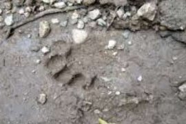 Jejak Kaki Harimau Dijumpai, Masyarakat Inhu Sekitar Kawasan Hutan Diminta Waspada