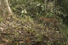Sejumlah Macan Tutul Tertangkap Kamera Trap di TN Meru Betiri (Video)