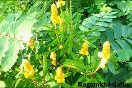 Mayor proud Banjarbaru exports gelinggang to Japan