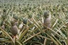 Meningkatkan "Derajat" Nanas Kampung Penyengat